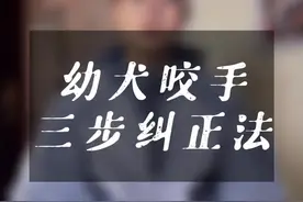 幼犬咬手如何解决？2分钟教你3步解决#训犬教程 #狗狗咬手 #卢sir训犬