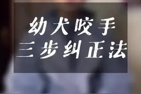 幼犬咬手如何解决？2分钟教你3步解决#训犬教程 #狗狗咬手 #卢sir训犬视频封面