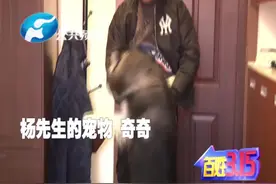 外地过春节，宠物怎么办？别担心，看这里！视频封面