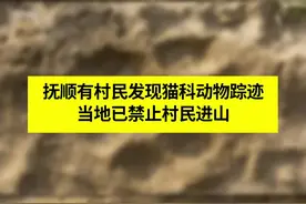 抚顺有村民发现猫科动物踪迹视频封面