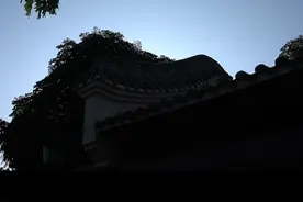 洋水仙种球国外供应商都不愿说的繁育方式 #花卉绿植视频封面