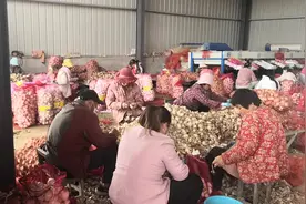 2022年5月10日江苏省邳州市早鲜蒜上市了，农户收购价每斤1.00-1