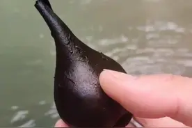 从黑柄炭角菌到白蚁巢再到乌灵参 看完这个你也会挖了#创业 #养生 #乌灵参 @抖音短视频