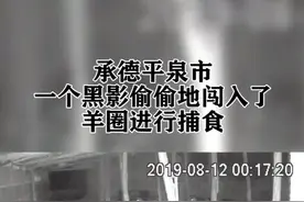 国家一级保护动物华北豹惊现平泉，且为目前这一珍稀动物的最北分布点。事件背后，是承德优良生态环境的完美呈现。视频封面