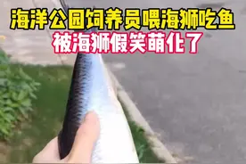 近日上海，海洋公园饲养员喂海狮吃鱼，被海狮假笑萌化了#这操作都看傻了 #搞笑 #万物皆有灵性 #神奇动物在抖音 #开眼界了视频封面