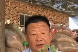 #花生 出苗就发黄，农民朋友看过来！#抖音助手 #农业技术 #农业视频封面