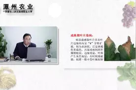 番茄灰霉病视频封面