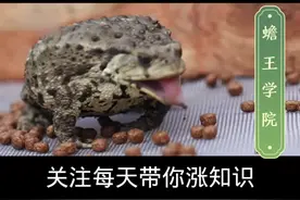 蟾蜍驯食原理#蟾蜍 #科普 #科普一下 #三农 #农村 #特种养殖 #农业 #涨知识 #新农人 #经验分享 #赚钱 #蟾蜍养殖视频封面