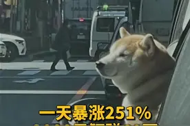 一天暴涨251% 3000元狂赚60万，马斯克又带货了#马斯克 #比特币 #狗狗币 #柴犬币 #柴犬视频封面