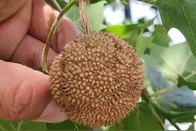 悬铃木：悬铃木科悬铃木属落叶乔木。大部分地区。习称  法桐。视频封面