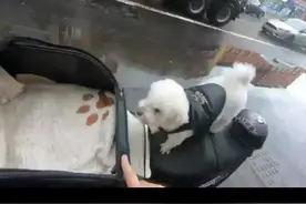 #狗是人类最忠诚的朋友 国外一网友为了带狗狗兜风，还特意为它准备了迷你座椅和迷你头盔，萌哭了！#萌宠出道计划 #萌宠 #铲屎官的乐趣 视频封面