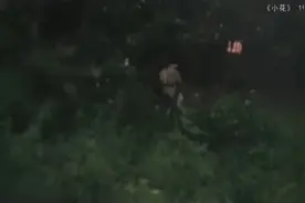 小花的故事～《小花》这部影片取材于《桐柏英雄》视频封面