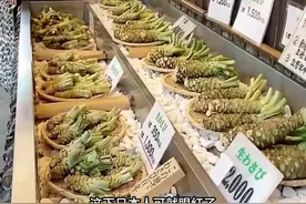 曾经最难商业化种植的高端蔬菜山葵，在我国云南规模化种植之后视频封面