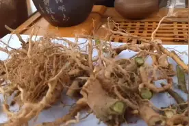 这几天牙痛，到深山里挖了几根牙痛药，煮了含嘴里几分钟，见特效视频封面