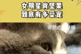 #肖战 到底有多宠爱#肖坚果 ？#萌宠 #猫 视频封面