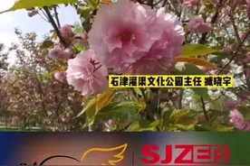 石津灌区文化公园晚樱盛放，站在春风里美不胜收#石家庄 视频封面