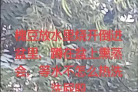 上天我发个槐豆可以治疗痔疮的视频，没想到一两百人说我没发怎么使用还说不认识，今天我拍个树上没摘的给你们看……视频封面