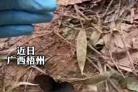 MU5735事故现场 一只黑色蝴蝶轻轻飘落 消防员用手托起送它远飞视频封面