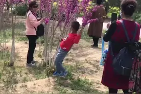 春天到了 “树上又长满了大妈”！ #大妈团视频封面