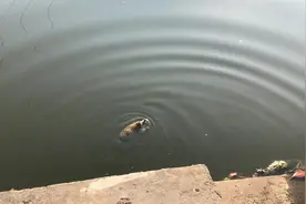 刺猬是会游泳的