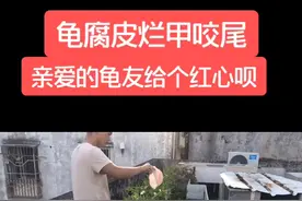 最近很多龟友私聊我#龟腐皮烂甲咬尾 现在做视频告诉你们！#养龟 #养龟日常 #养龟人#宠物龟