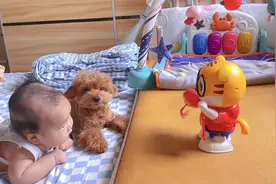 生了孩子的第100天狗狗有什么变化呢，变得沉稳，变得体贴视频封面