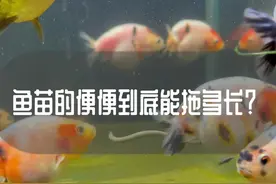 #兰寿金鱼 #兰寿 #兰寿观赏鱼 #金鱼 #养鱼日记 #养鱼 #养鱼姑娘 鱼苗的便便可以拖多长？#观赏鱼