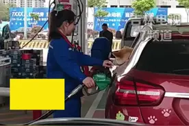 5月10日，河南郑州，一车辆加油站加油时，狗狗将头伸出车窗外，加油员与其互动的场面笑翻众人！视频封面