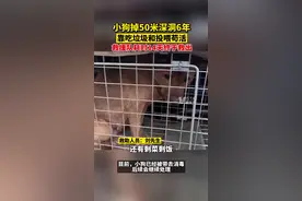 11月28日，云南曲靖。小狗掉入50米深洞6年，靠吃垃圾和村民投喂苟活，救援队耗时14天终于救出。视频封面