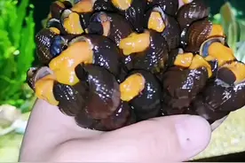 #水族 #观赏鱼 #萌宠 #美食 #橙兔螺 橙兔螺来啦。