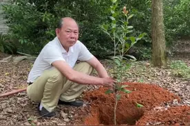 #来抖音学农技 #新农人计划2022 #金花茶 #种植 #农业种植 #种植技术 #乡村守护人视频封面