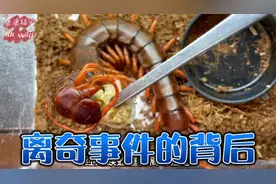 捕鸟蛛离家出走，红龙蜈蚣重伤痊愈，间脚蜈蚣互相残害#捕鸟蛛