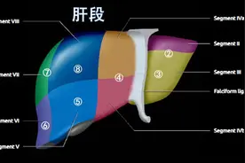 关文化教授腹部系统诊断课之肝脏解剖，基础内容奠定基石