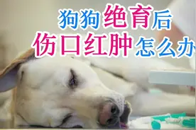 狗狗绝育后伤口红肿怎么办视频封面