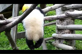 这是当日凌晨三点多的禄禄仔💔💔💔#大熊猫禄禄仔绳子绕颈窒息死亡视频封面