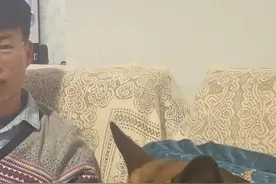 原来我家祖上真的养过退役警犬…#德牧 #傻狗的日常视频封面