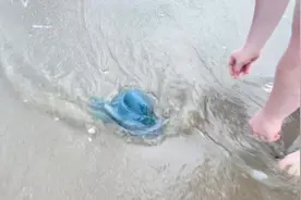 偶遇一只蓝色的水母，听说死掉的水母可以死而复生