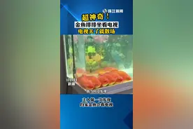 金鱼排排坐看电视，主人震惊了：电视一关就散场视频封面