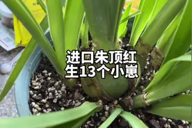 朱顶红种球正确养殖方法，生了13个小崽出来，喜阳，不要烂球视频封面