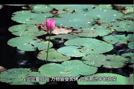 荷花，还有几个好听的名字，如芙蕖、莲花、水芝、菡萏（hàndàn视频封面