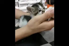 从小养到大的猫毫无征兆的突然去了喵星，他走了视频封面