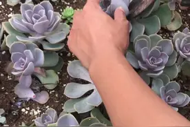 多肉紫珍珠的繁殖方法