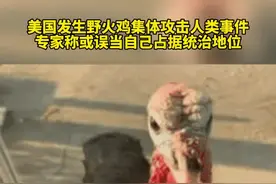 美国发生野火鸡集体攻击人类事件，专家称或误当自己占据统治地位视频封面