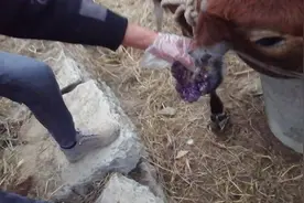 #巧治牛双耳内侧长满肉疙瘩 #运用中西疗法，疗效确切视频封面