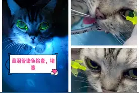 鼻泪管疏通#猫 #萌宠 #家有萌宠 #宠物