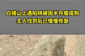白猪山上遇陷阱被困半月瘦成狗，主人找到后已慢慢恢复视频封面