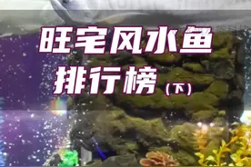 各位鱼友还晓得那些比较旺的#观赏鱼 #水族 #养鱼日记 #热带鱼 #祝大家年年有鱼视频封面