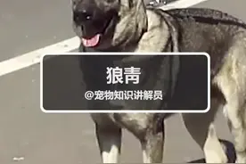 #狼青 狼青来啦