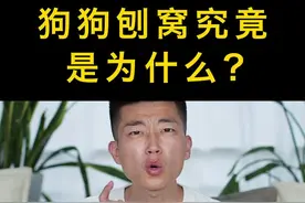 狗狗刨窝到底是因为什么？结果太感人～ #养宠进阶指南 