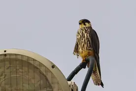 #野生鸟类摄影  《交接》燕隼属于小型的猛禽鸟类。在育雏过程中